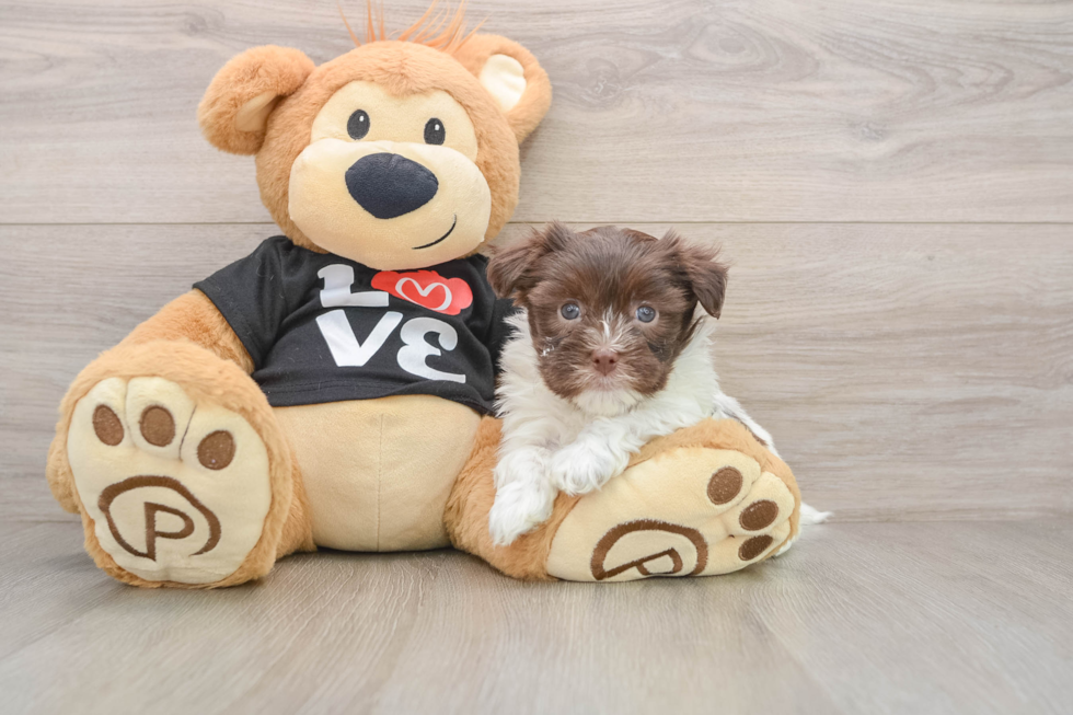Smart Havanezer Purebred Puppy