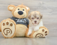8 week old Havanese Puppy For Sale - Pilesgrove Pups