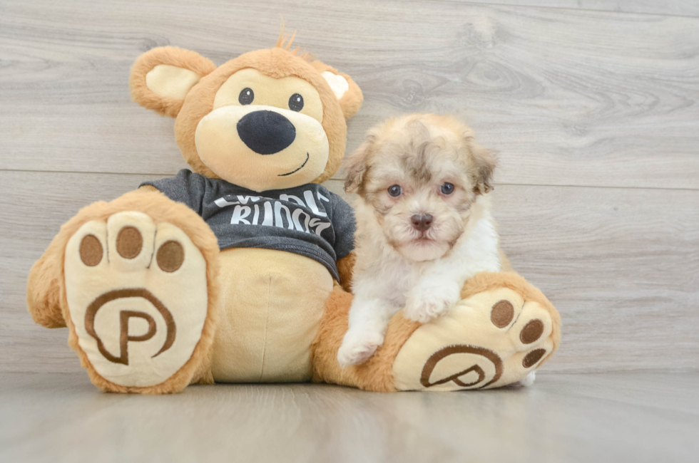 6 week old Havanese Puppy For Sale - Pilesgrove Pups