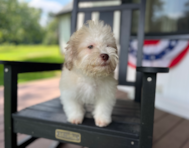 14 week old Havanese Puppy For Sale - Pilesgrove Pups
