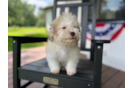 Havanese Puppy for Adoption