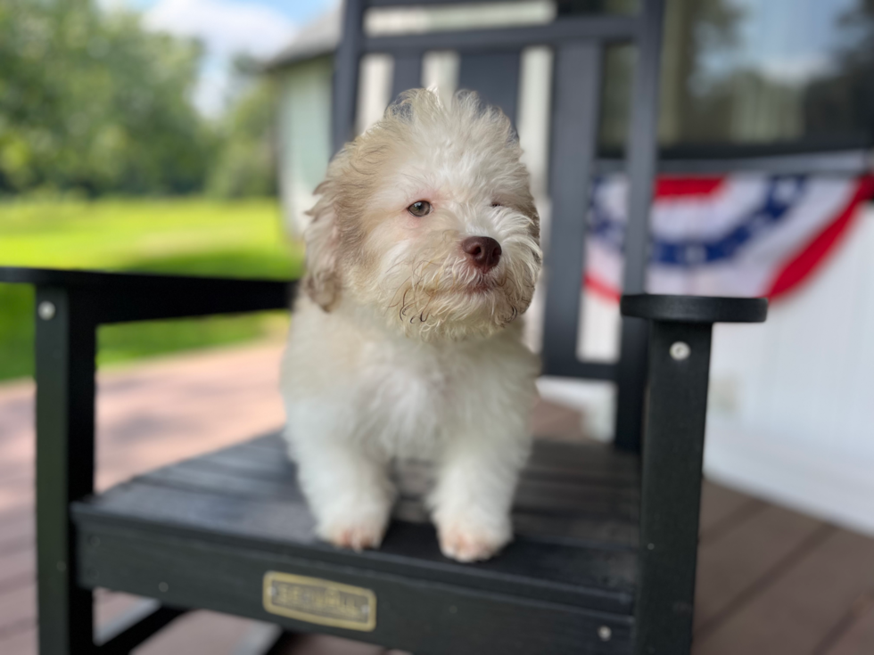 Havanese Puppy for Adoption