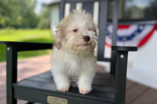 Best Havanese Baby