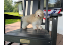 Best Havanese Baby