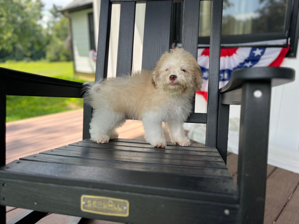 Best Havanese Baby