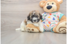 Havanese Pup Being Cute