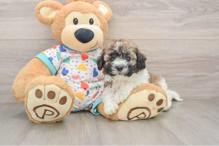 Playful Havanese Purebred Pup