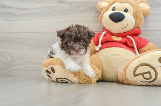 Small Havanese Purebred Pup