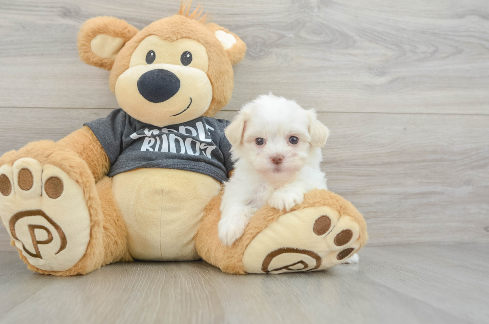 6 week old Havanese Puppy For Sale - Pilesgrove Pups