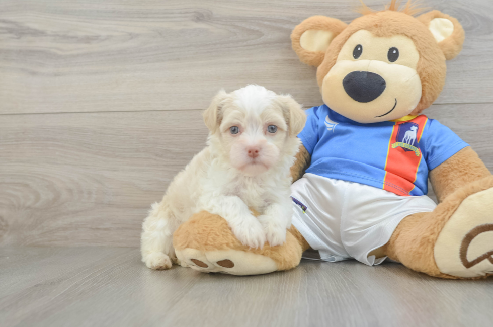 5 week old Havanese Puppy For Sale - Pilesgrove Pups