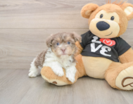 9 week old Havanese Puppy For Sale - Pilesgrove Pups