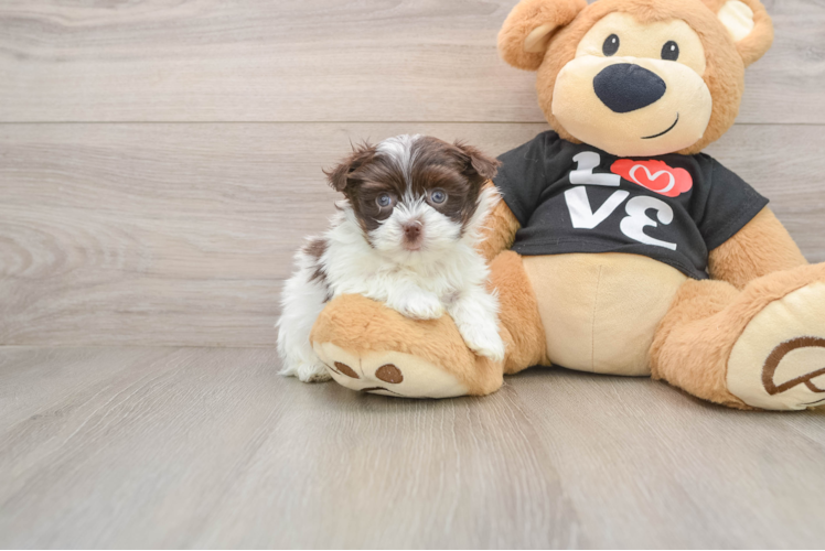 Havanese Pup Being Cute