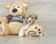 8 week old Havanese Puppy For Sale - Pilesgrove Pups