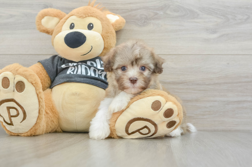 6 week old Havanese Puppy For Sale - Pilesgrove Pups