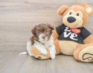 7 week old Havanese Puppy For Sale - Pilesgrove Pups