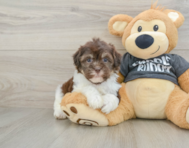 9 week old Havanese Puppy For Sale - Pilesgrove Pups