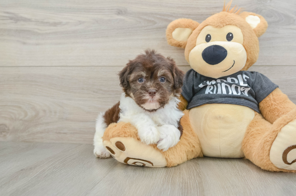 6 week old Havanese Puppy For Sale - Pilesgrove Pups