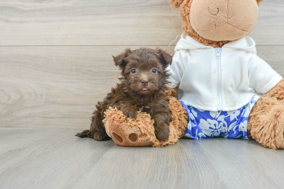 Cute Havanese Cuban Bichon Purebred Puppy