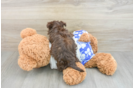 Havanese Pup Being Cute