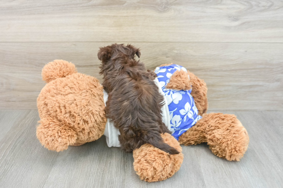 Havanese Pup Being Cute