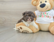 6 week old Havanese Puppy For Sale - Pilesgrove Pups