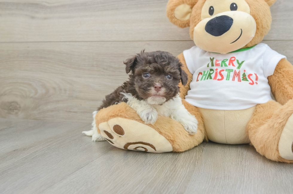 6 week old Havanese Puppy For Sale - Pilesgrove Pups