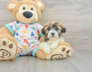 5 week old Havanese Puppy For Sale - Pilesgrove Pups