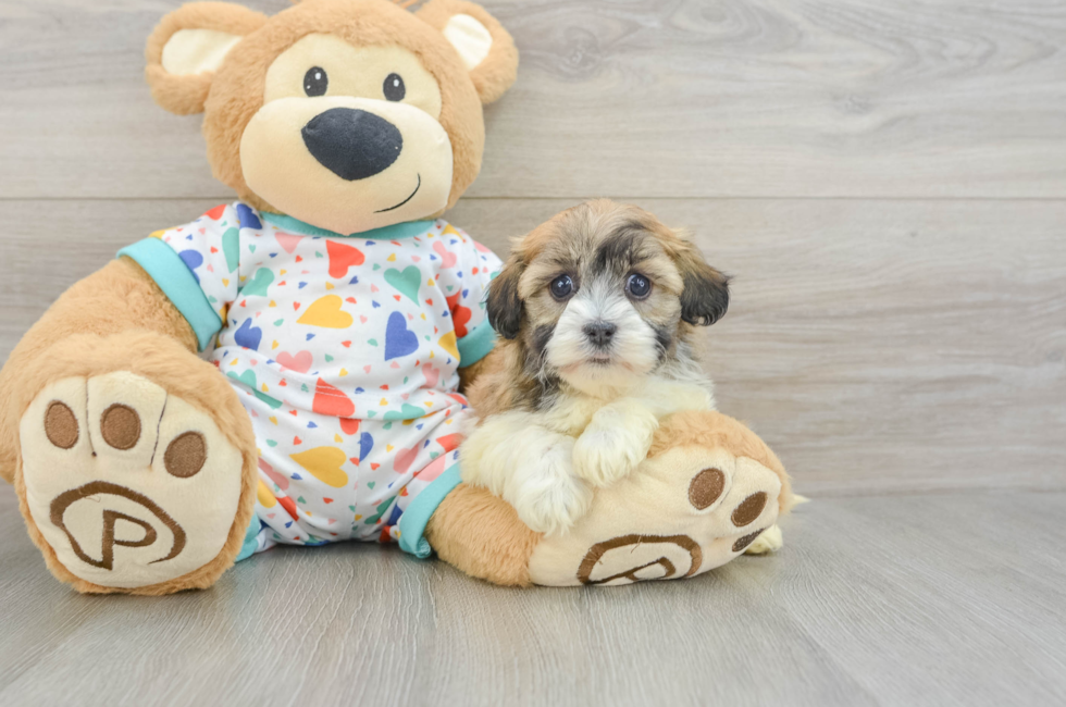 6 week old Havanese Puppy For Sale - Pilesgrove Pups