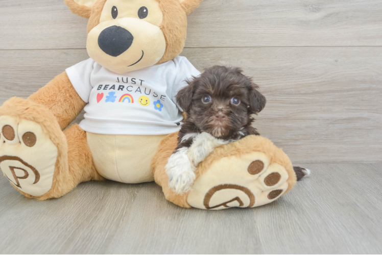 Havanese Pup Being Cute