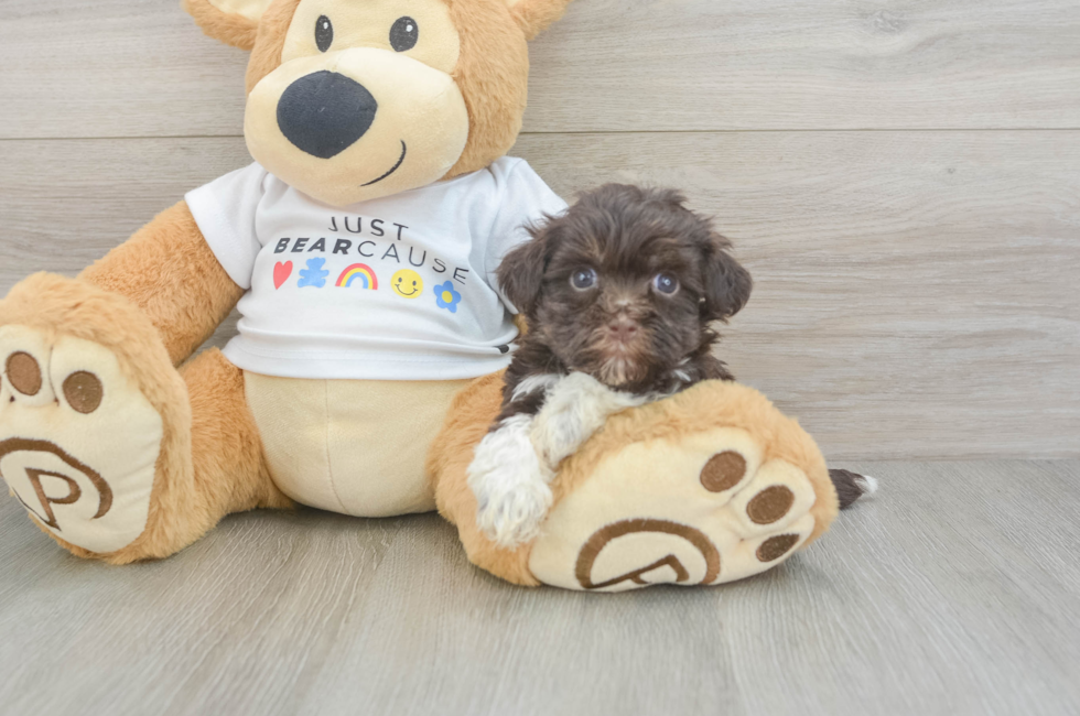 7 week old Havanese Puppy For Sale - Pilesgrove Pups