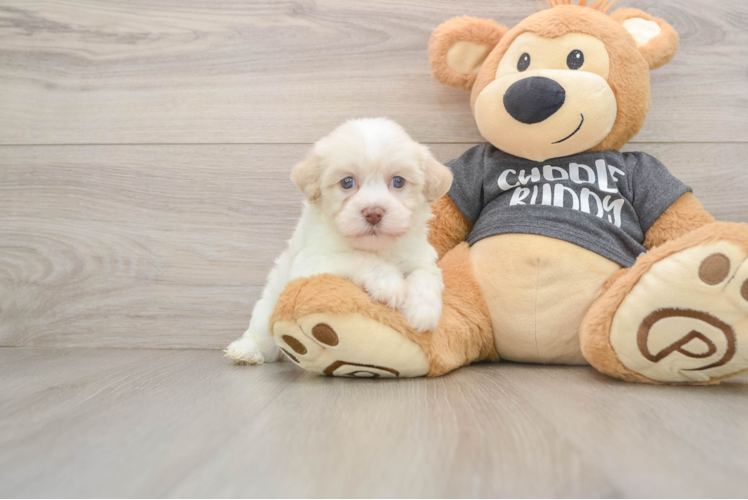 Havanese Puppy for Adoption