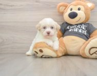 5 week old Havanese Puppy For Sale - Pilesgrove Pups