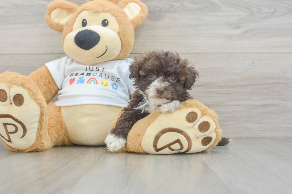 7 week old Havanese Puppy For Sale - Pilesgrove Pups