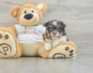 6 week old Havanese Puppy For Sale - Pilesgrove Pups