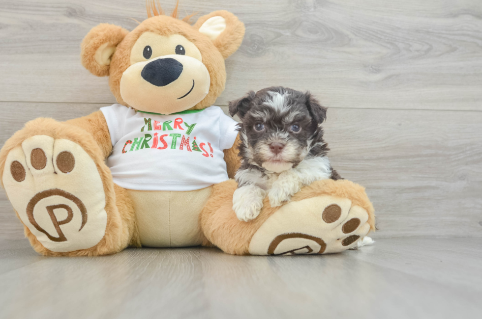 6 week old Havanese Puppy For Sale - Pilesgrove Pups