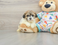 5 week old Havanese Puppy For Sale - Pilesgrove Pups