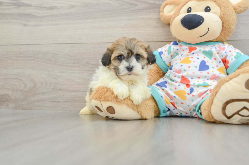 6 week old Havanese Puppy For Sale - Pilesgrove Pups