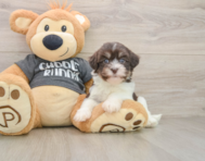 5 week old Havanese Puppy For Sale - Pilesgrove Pups