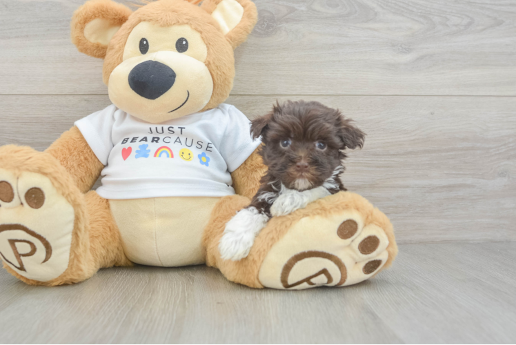 Best Havanese Baby