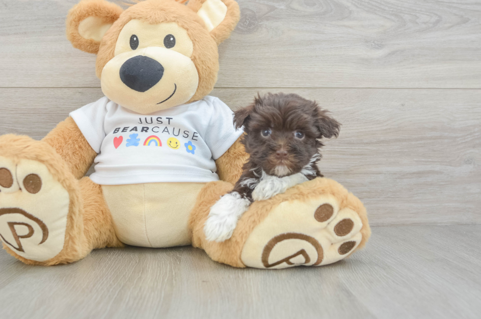 7 week old Havanese Puppy For Sale - Pilesgrove Pups