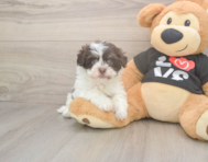 6 week old Havanese Puppy For Sale - Pilesgrove Pups