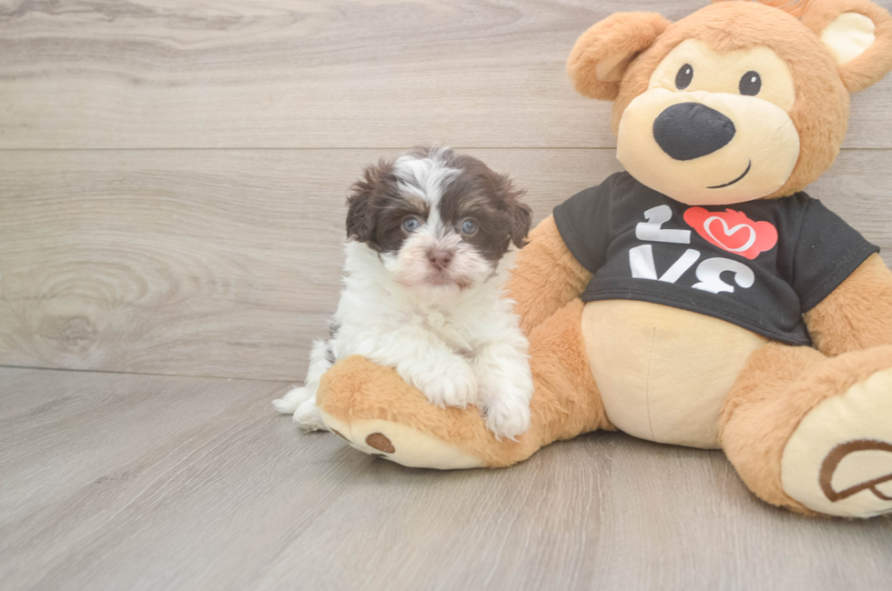 6 week old Havanese Puppy For Sale - Pilesgrove Pups