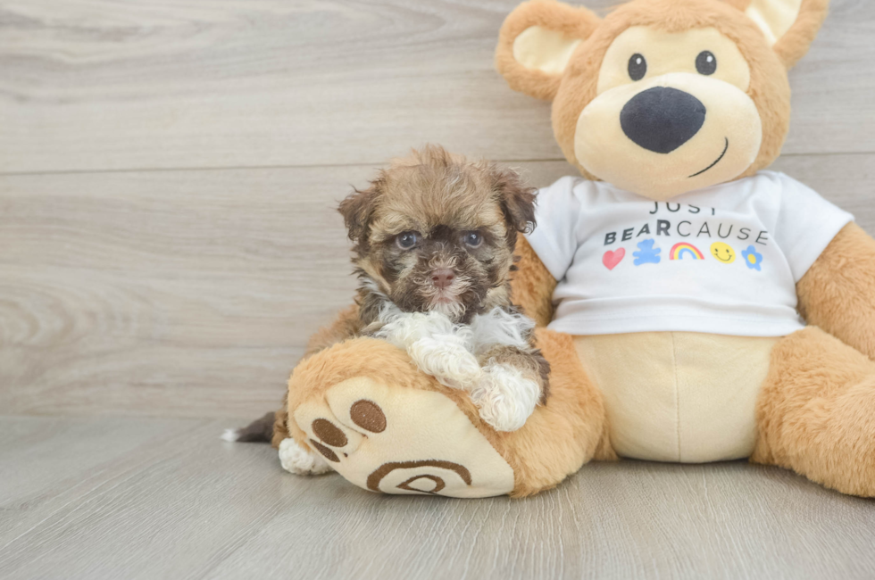 7 week old Havanese Puppy For Sale - Pilesgrove Pups