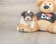6 week old Havanese Puppy For Sale - Pilesgrove Pups