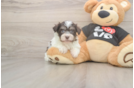 Little Havanese Purebred Pup