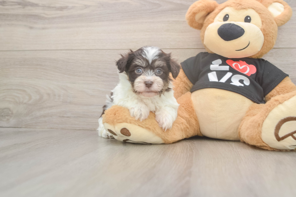 Little Havanese Purebred Pup