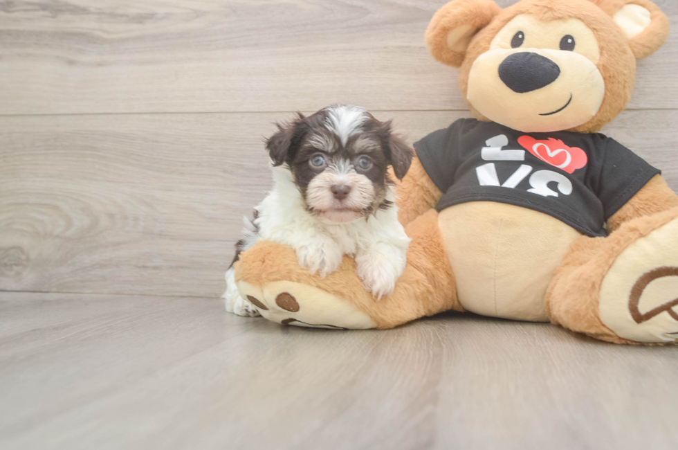 6 week old Havanese Puppy For Sale - Pilesgrove Pups