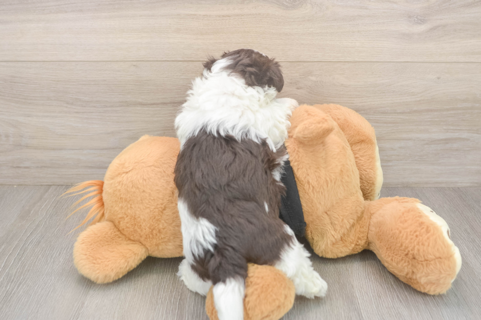 Playful Havanese Baby
