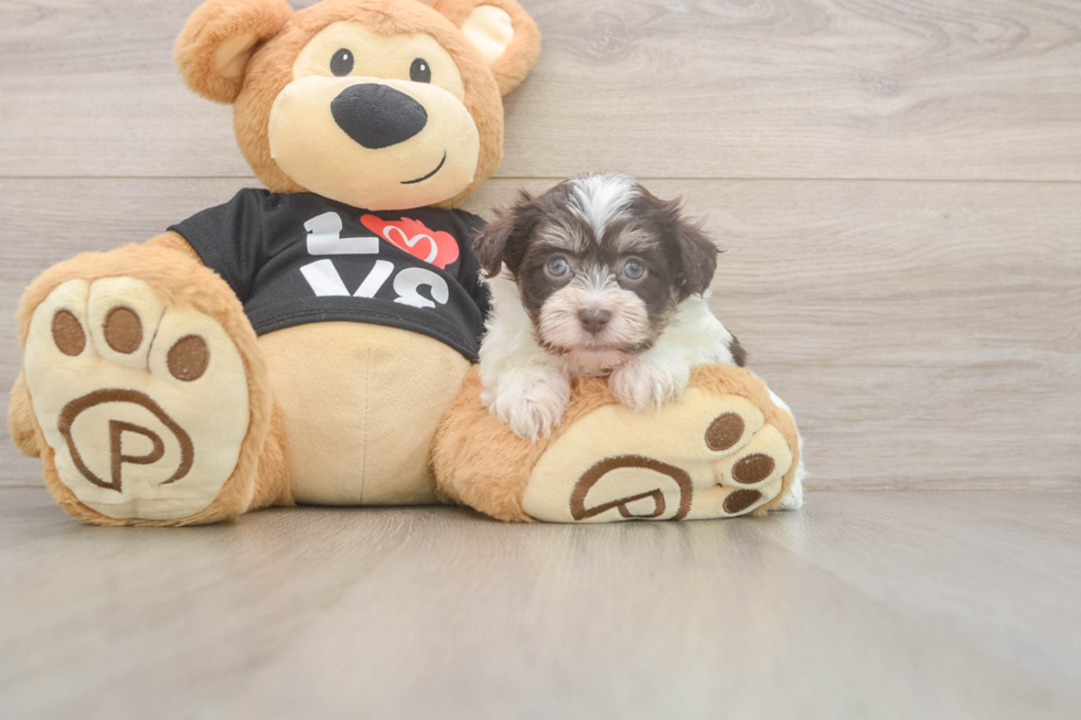 Playful Havanese Baby
