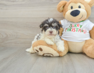 6 week old Havanese Puppy For Sale - Pilesgrove Pups